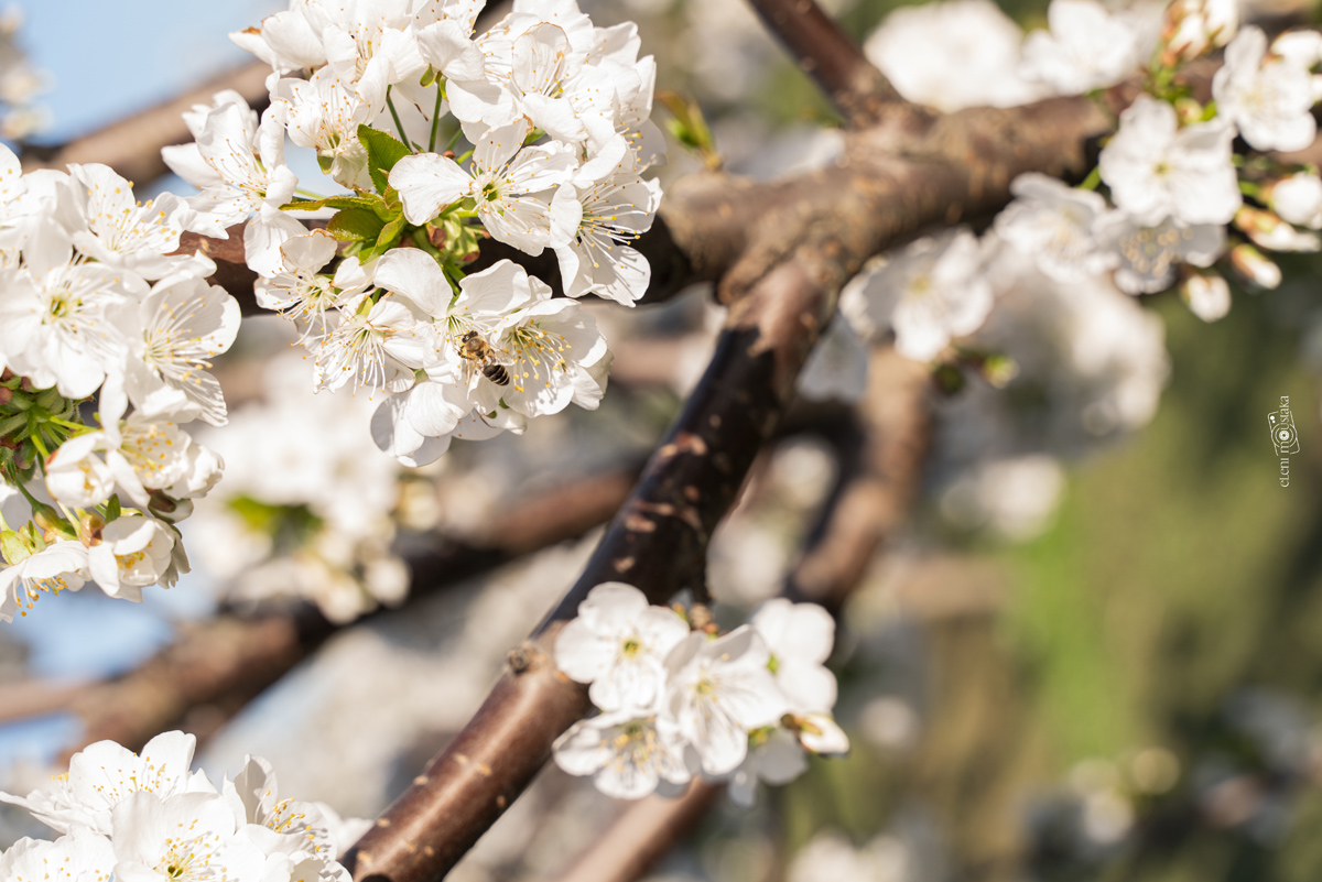 οικοτεχνία πασιαλή