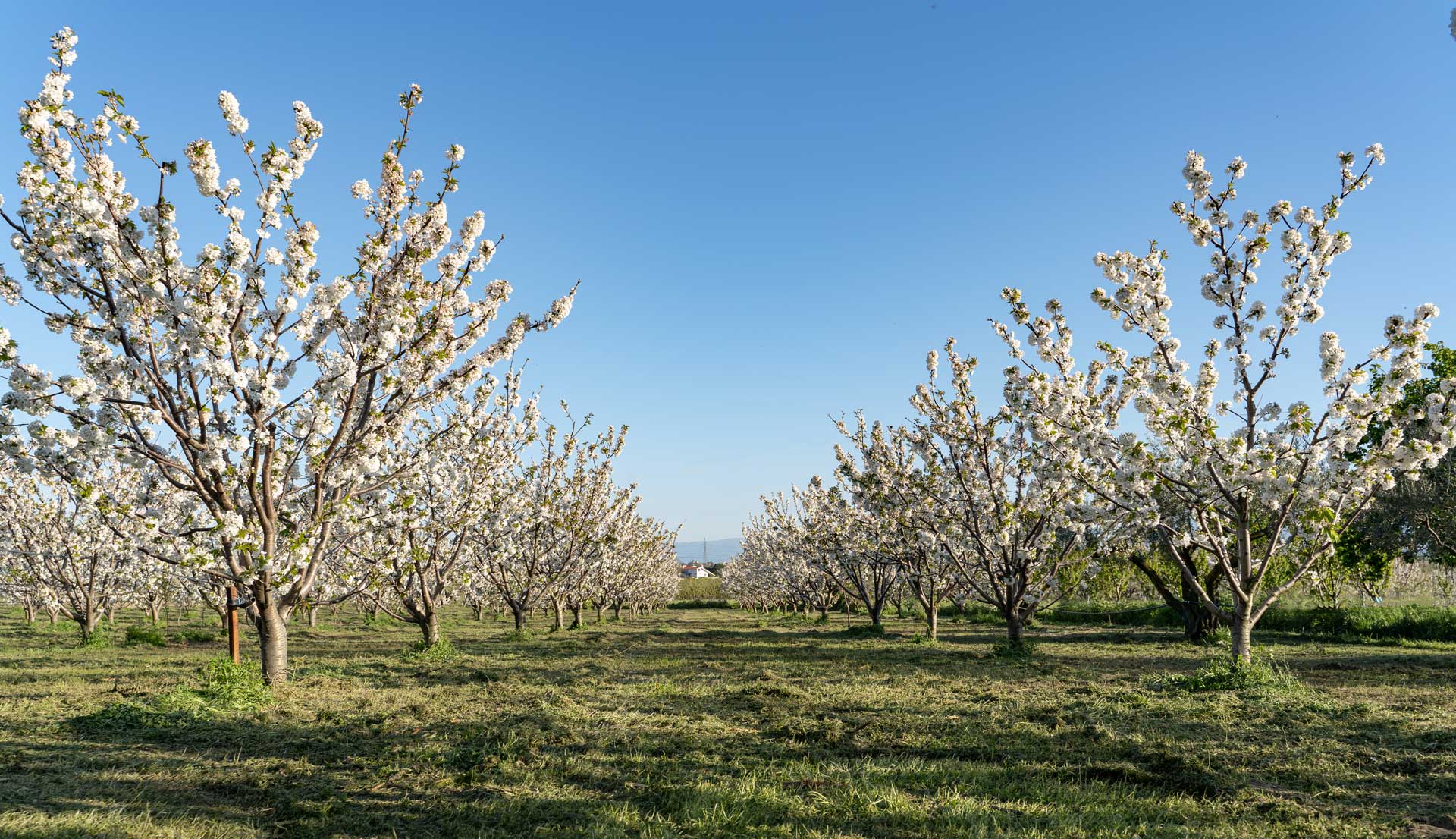 οικοτεχνία πασιαλή